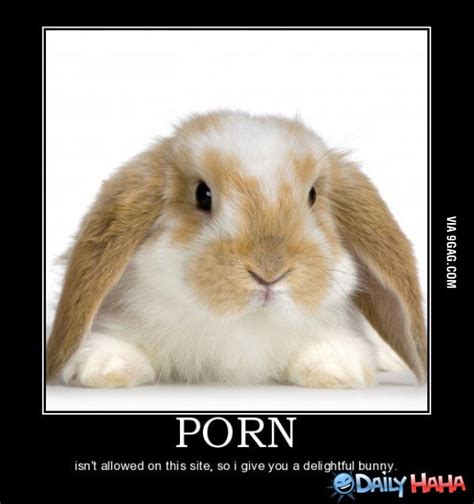 No other sex tube is more popular and features more Bunnie Xo scenes than <strong>Pornhub</strong>! Browse through our impressive selection of <strong>porn</strong> videos in HD quality on any device you own. . Bunny porn